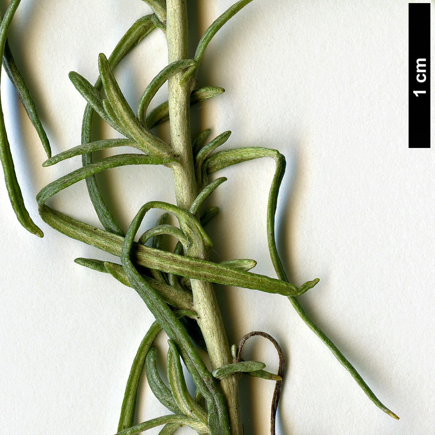 High resolution image: Family: Asteraceae - Genus: Helichrysum - Taxon: italicum - SpeciesSub: subsp. serotinum